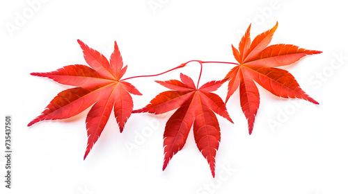 A red maple leaf isolated on white,, Close-up of maple leaves