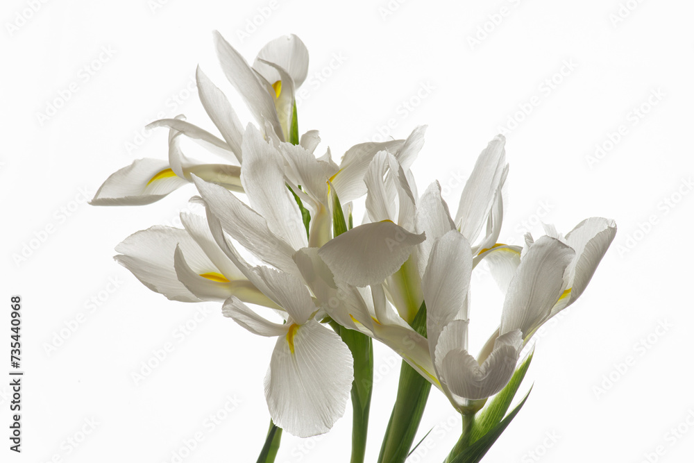 White irises on a white isolated background