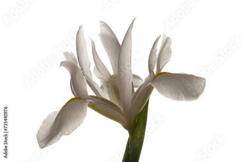 White irises on a white isolated background