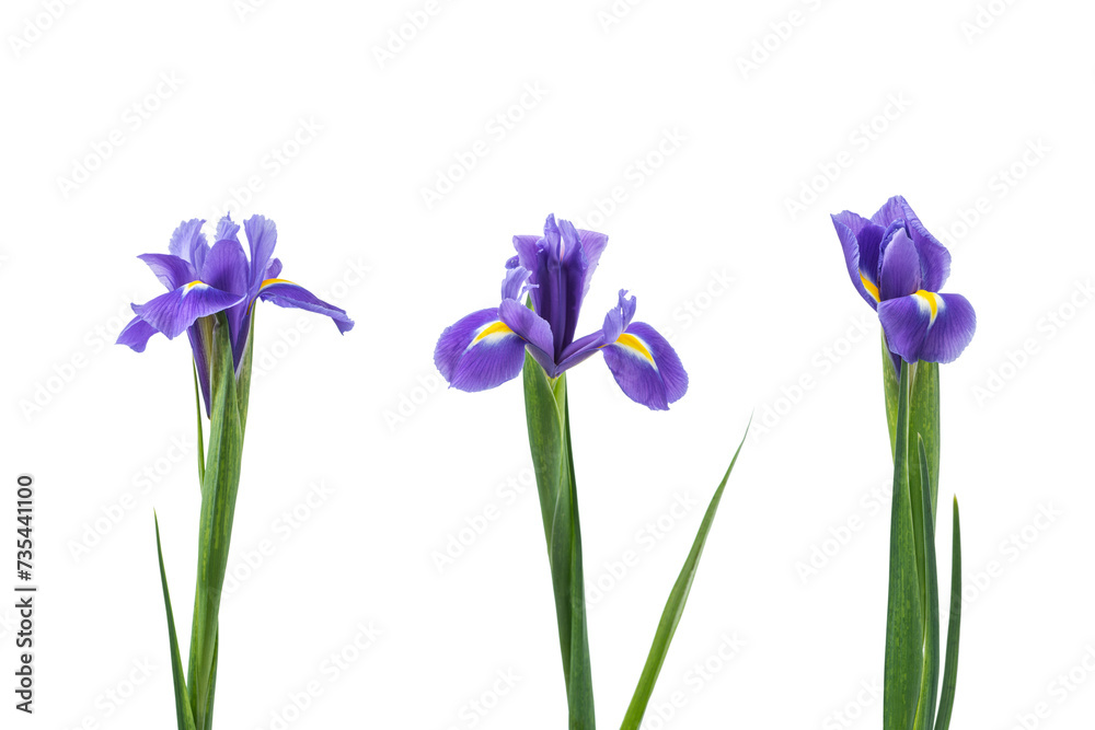 Lilac irises isolated on a white background