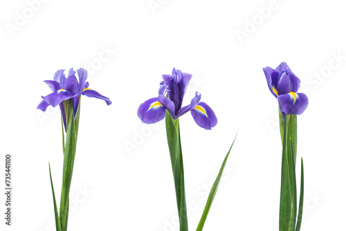 Fototapeta Naklejka Na Ścianę i Meble -  Lilac irises isolated on a white background
