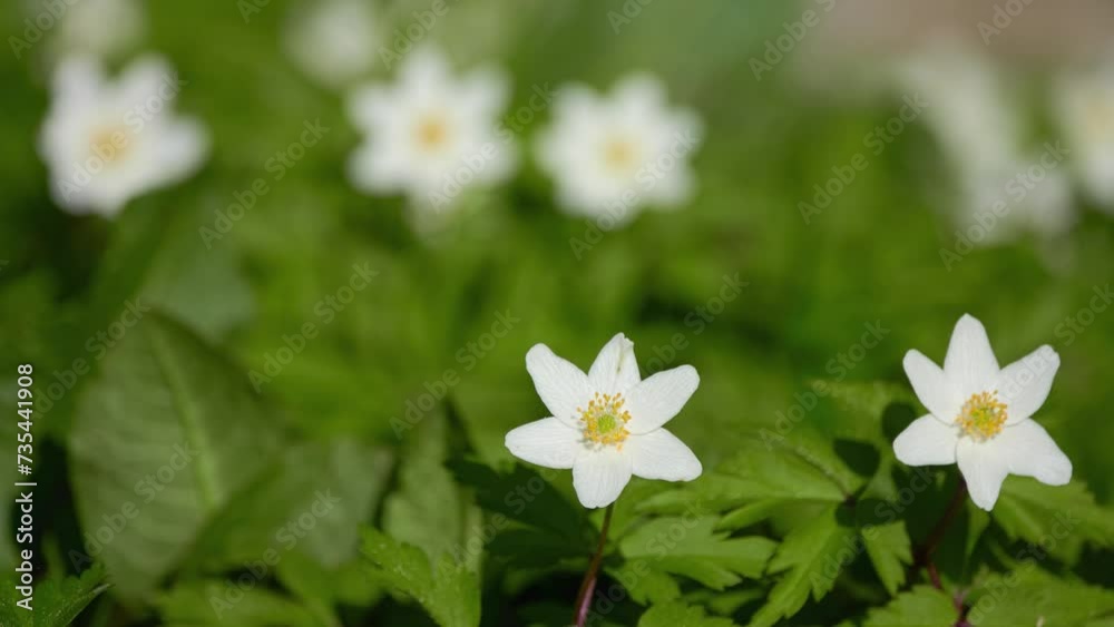 Vidéo Stock Anemonoides (Anemone) nemorosa, wood anemone, is early