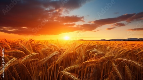 wheat field at sunset © Muhammad