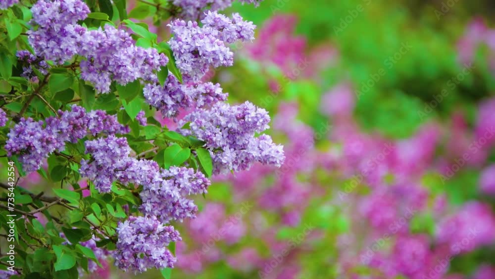 Syringa komarowii is a species of lilac native to central China, commonly called nodding lilac. It is native to the Provinces of Gansu, Hubei, Shaanxi, Sichuan, Yunnan. Syringa komarowii is a species of lilac native to central China, commonly called nodding lilac. It is native to the Provinces of Gansu, Hubei, Shaanxi, Sichuan, Yunnan.