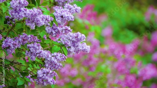 Syringa komarowii is a species of lilac native to central China, commonly called nodding lilac. It is native to the Provinces of Gansu, Hubei, Shaanxi, Sichuan, Yunnan. photo