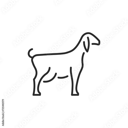 goat lamb