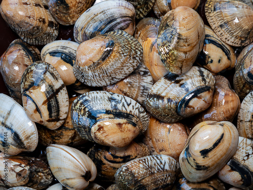 fresh first quality clams (Venerupis Pullastra) from Galicia (northtern Spain)