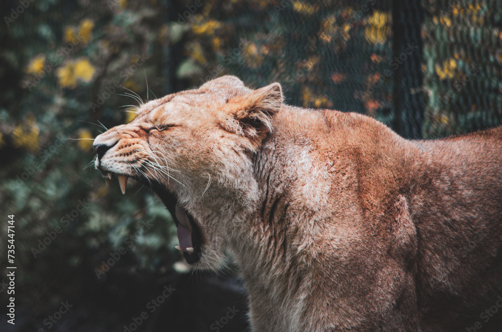 Naklejka premium 0580