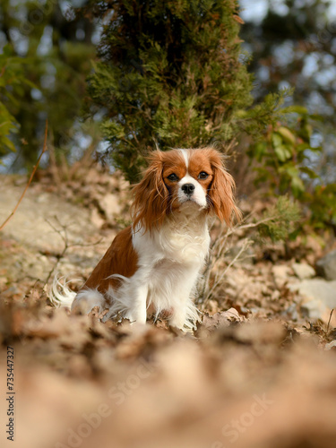 Portrait de chien de race cavalier king charles  © Alexandre