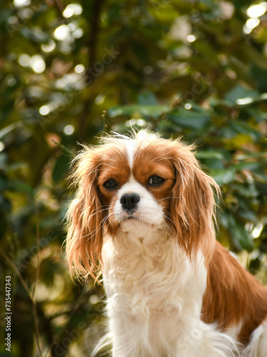Portrait de chien de race cavalier king charles 