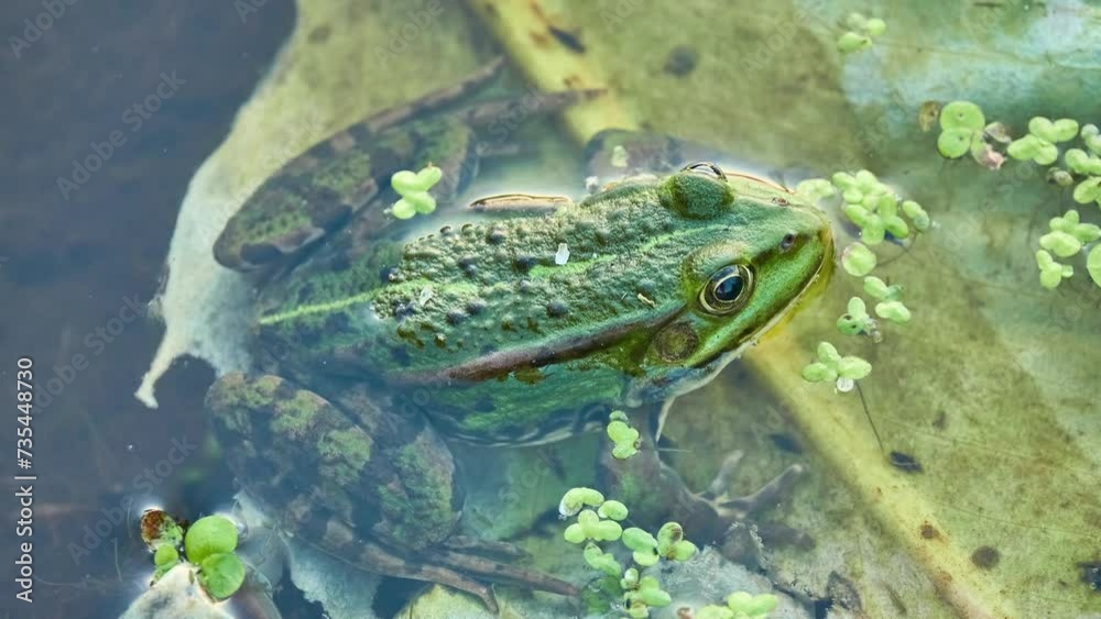 Marsh frog (Pelophylax ridibundus) is species of water frog native to Europe and parts of Asia. They occur in large part of Europe starting from France and spreading out into Middle East and Russia. Marsh frog (Pelophylax ridibundus) is species of water frog native to Europe and parts of Asia. They occur in large part of Europe starting from France and spreading out into Middle East and Russia.
