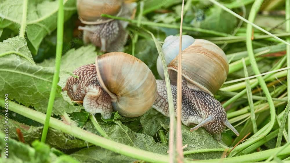 A grape snail crawling through the grass in a rural vegetable garden. A grape snail crawling through the grass in a rural vegetable garden.