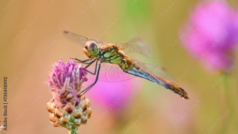 Vagrant darter (Sympetrum vulgatum) is European dragonfly. Species takes its English name from its habit of occasionally appearing as rare vagrant north of its range. It breeds in standing water. Vagrant darter (Sympetrum vulgatum) is European dragonfly. Species takes its English name from its habit of occasionally appearing as rare vagrant north of its range. It breeds in standing water.