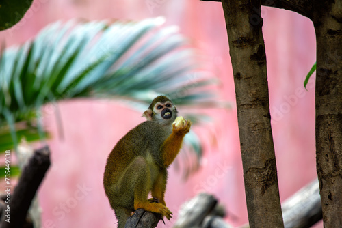 Common Squirrel Monkey (Saimiri sciureus) found in South America photo