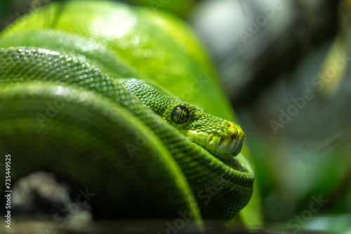Green Tree Python (Morelia viridis) in Australia and New Guinea