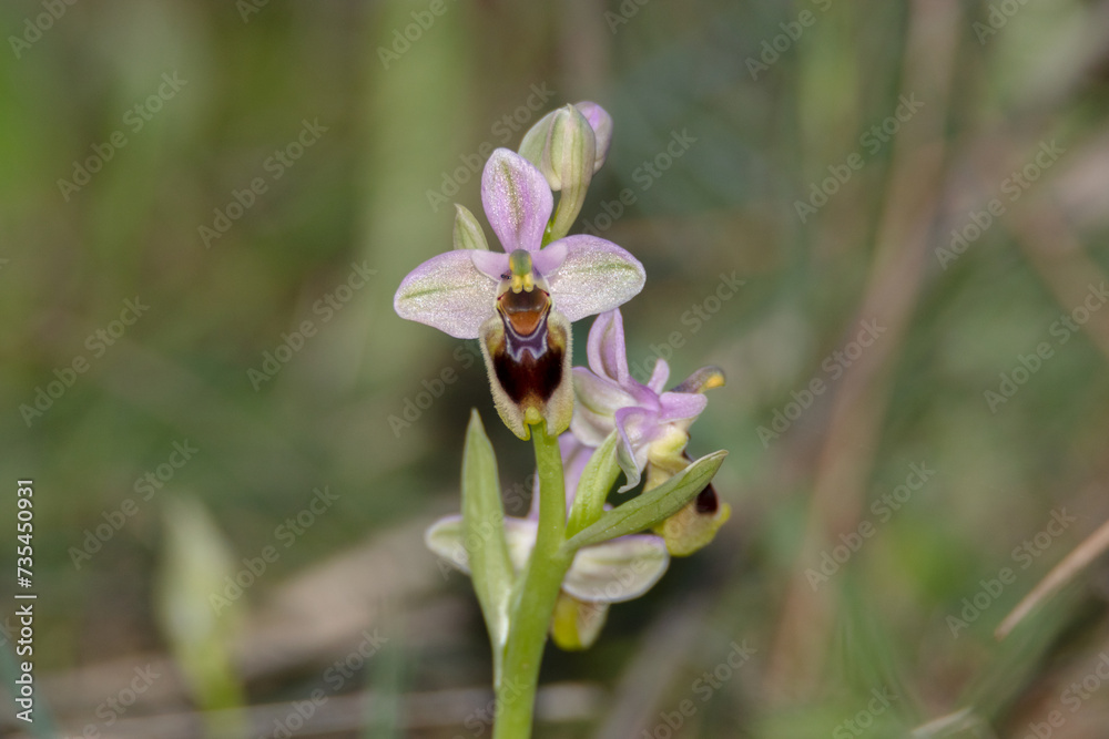 Orquídea silvestre (Ophrys tenthredinifera) Orquídea silvestre (Ophrys tenthredinifera)