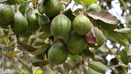Avocados hanging at branch of tree in a plantation of fruit trees