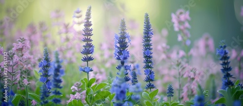 Vibrant Blue Flowers Basking in the Warm Sunlight of a Summer Afternoon