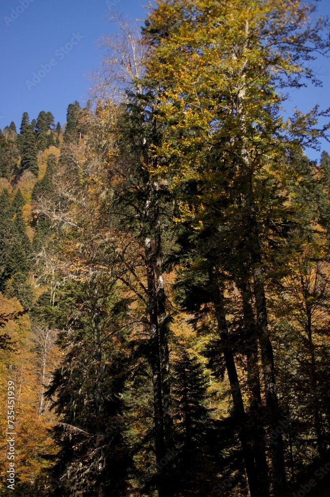 Autumn in the mountains