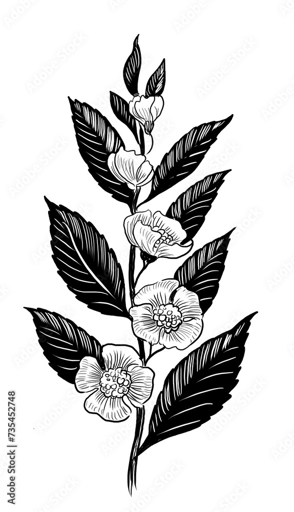 Fototapeta premium Tea plant branch. Hand-drawn black and white illustration