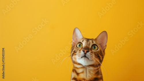 Advertising portrait, banner of young, striped bengal cat listens carefully and looks up, isolated on yellow background