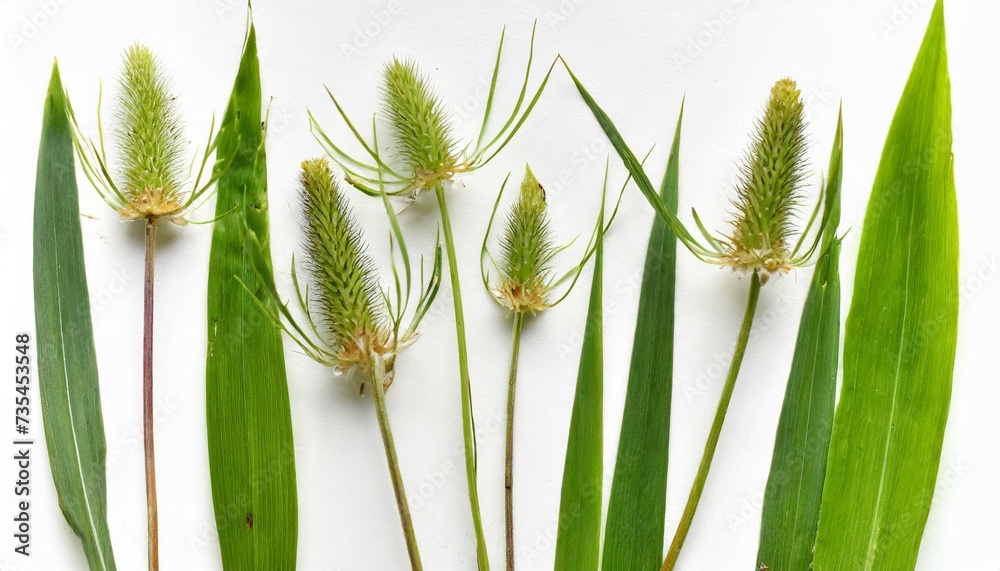 few stalks leaves and inflorescences of meadow grass at various angles on white background - obrazy, fototapety, plakaty 