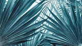 tropical palm leaf background blue color toned
