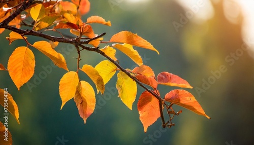 branch of a tree with orange and yellow leaves