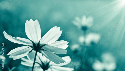 blurred silhouettes of petals of beautiful white flowers toned in the turquoise color copy space for your text soft focus springtime concept