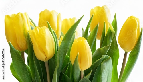 yellow tulips flowers on isolated background with clipping path closeup for design transparent background nature