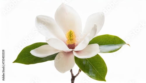 tender white magnolia grandiflora flower isolated photo