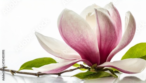 beautiful magnolia flower on white background