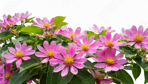 pink flowers or fueng fah flower isolate background with clipping path photo