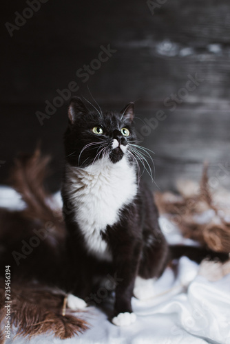 Black and white playful kitten on a dark background with ostrich feathers © Marianna