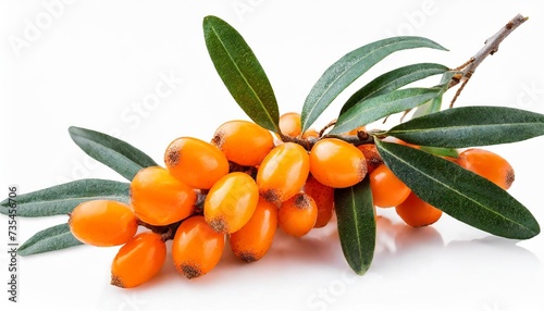 branch of sea buckthorn berries with leaves clipping paths shadow separated infinite depth of field design elements
