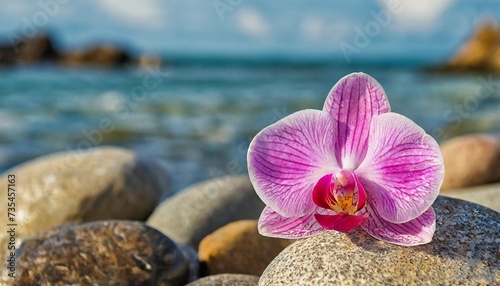 pink orchid flower on the rocks