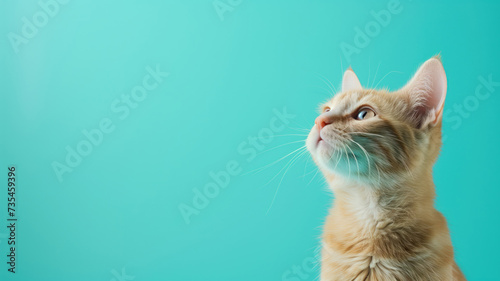 Advertising portrait, banner of munchkin cat looks questioningly and up, isolated on blue background