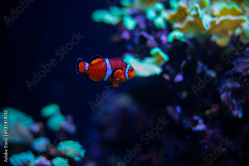 Reef tank filled with water for keeping live underwater animals. A clownfish anemonefish swimming peacefully with corals and anemone