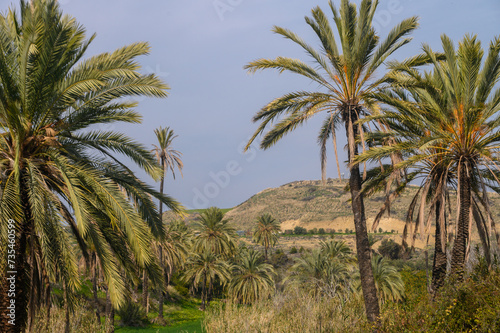 date grove in winter in Cyprus 16