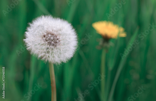 Spring flowers of dandelions in green backgrounds.