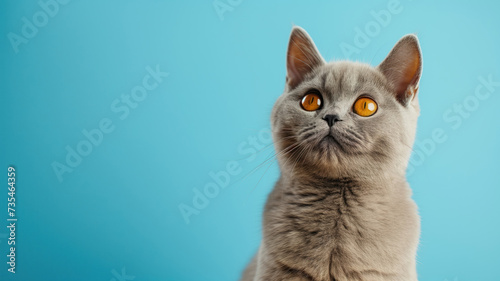 Advertising portrait, banner of smoky gray british shorthair cat sits quietly and looks up, isolated on blue background