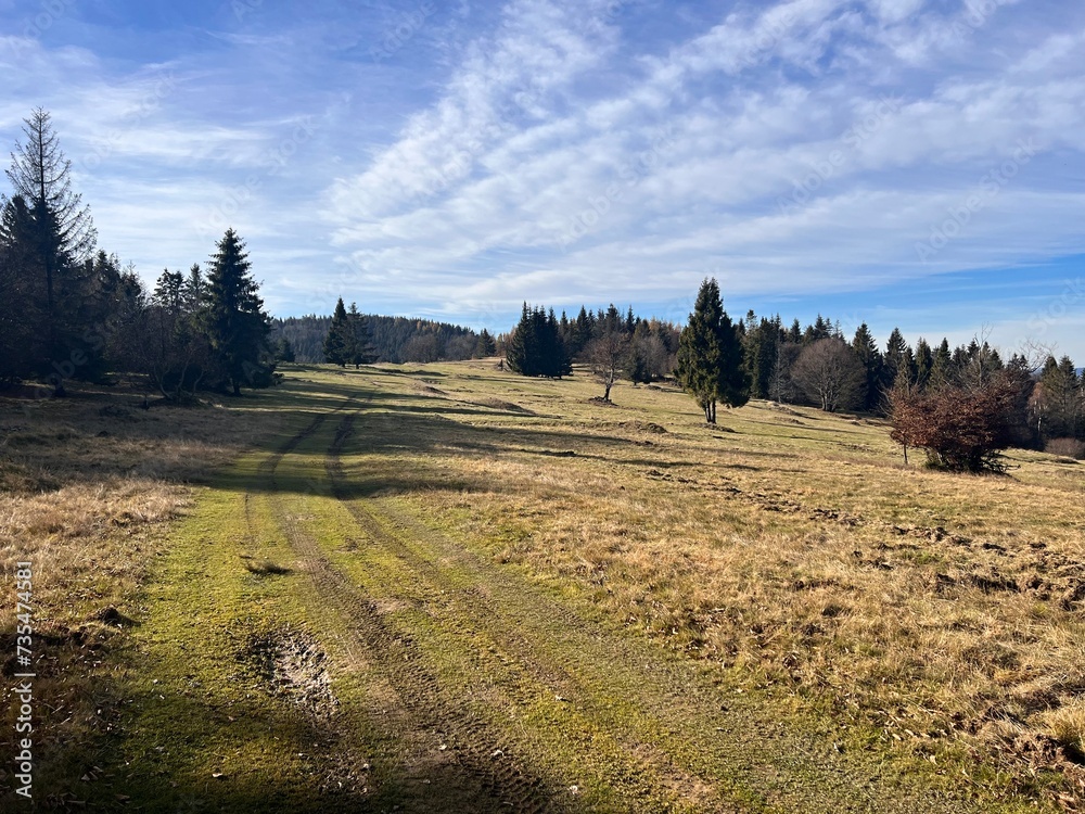 Fototapeta premium dirt road on a mountain meadow with trees