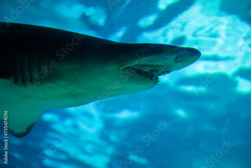 Head focus close up shot of Sandbar Silvertip Sharks swimming peacefully in a blue water aquarium.