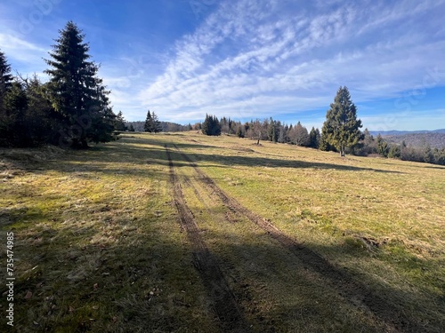 dirt road on a mountain meadow with trees