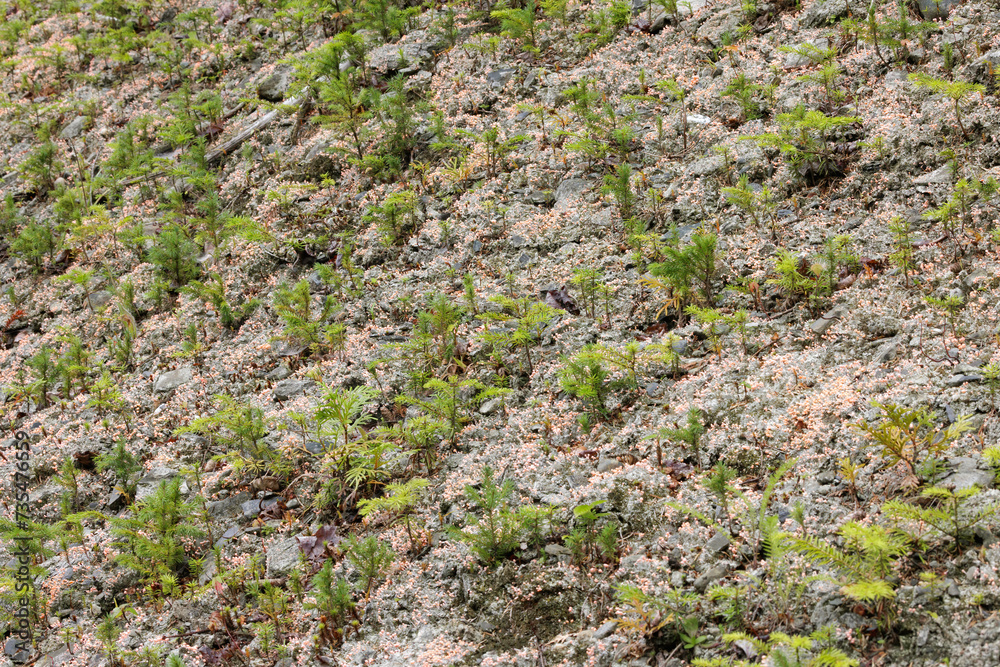 Pink Earth Lichen, Dibaeis baeomyces, a fruticose lichen Pink Earth Lichen, Dibaeis baeomyces, a fruticose lichen