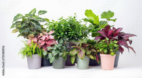 Fresh indoor potted plant collection for eco-friendly home decor and air purification