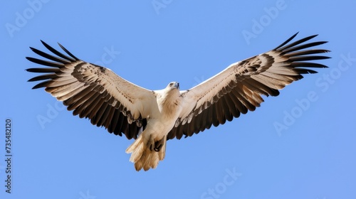 Majestic Eagle in Flight against Clear Blue Sky AI Generated. © AnimalAI