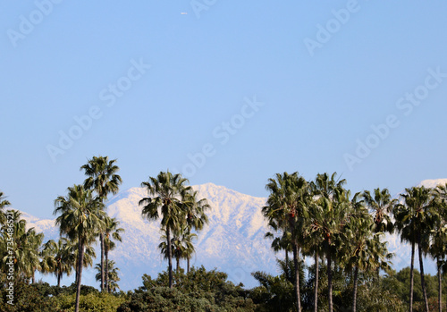 Palm trees with snow capped mountains in the background