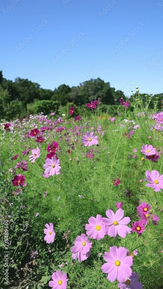 Purple garden cosmo flowers swaying in the breeze on a summer day with blue sky in California Purple garden cosmo flowers swaying in the breeze on a summer day with blue sky in California