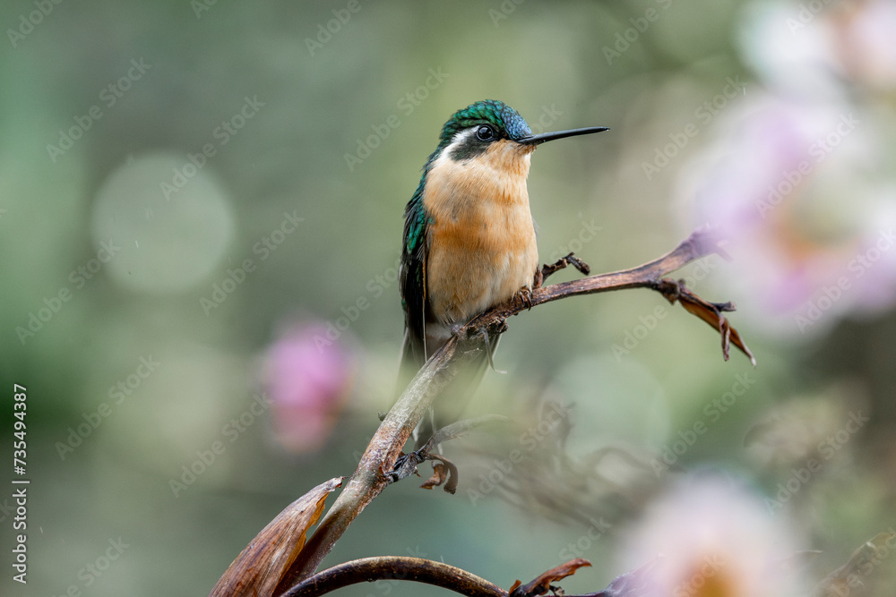 Purple throated Mountain-gem Female hummingbird bird Purple throated Mountain-gem Female hummingbird bird